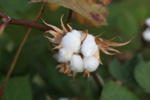 cotton 1721144 960 720 300x200 - 【TIPS】コットンウィッキングについて解説！スコティッシュロールとは？